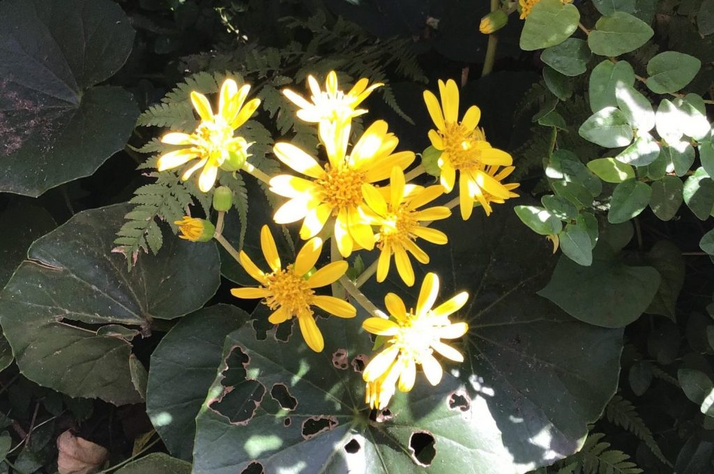 整体院の庭に咲くツワブキの花の写真