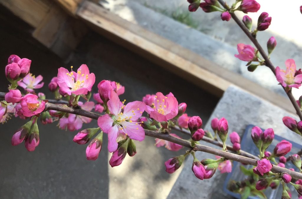 整体院の玄関に生けてある桜に似た花