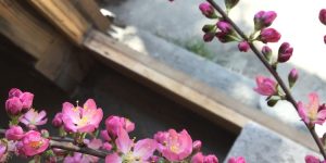 整体院の院内に生けている桜似の花