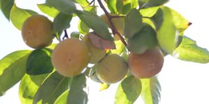 柿の木に生った実