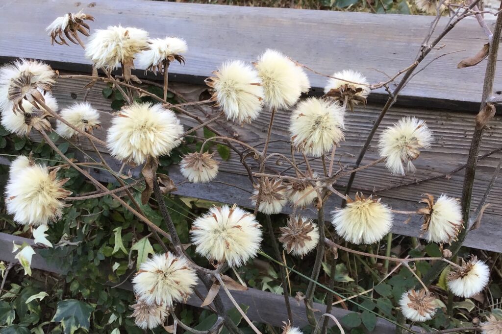 わたぼうし20220301のコピー